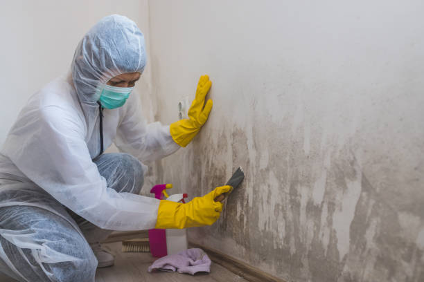 Best Basement Mold Remediation in Tuscoosa, AL