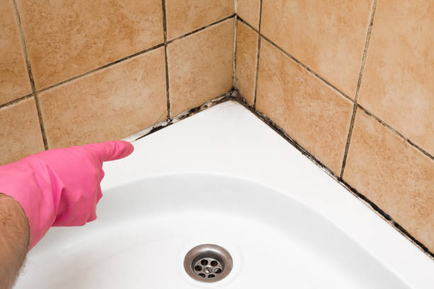 Best Basement Mold Remediation in Tuscoosa, AL