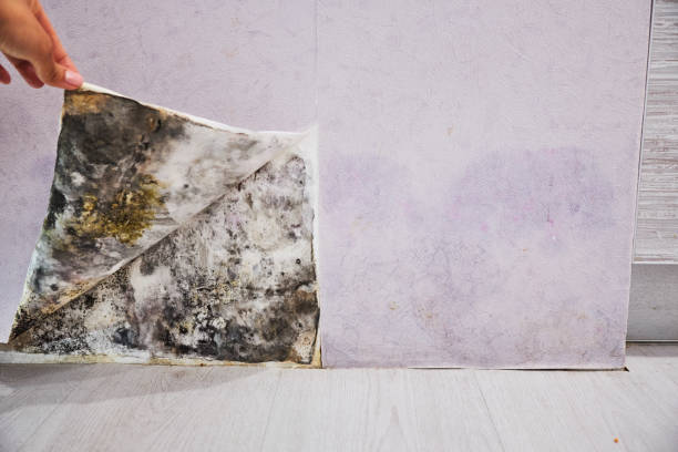 Best Post-Flood Mold Remediation in Tuscoosa, AL